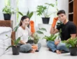 A Plant Care Guide for Newbies