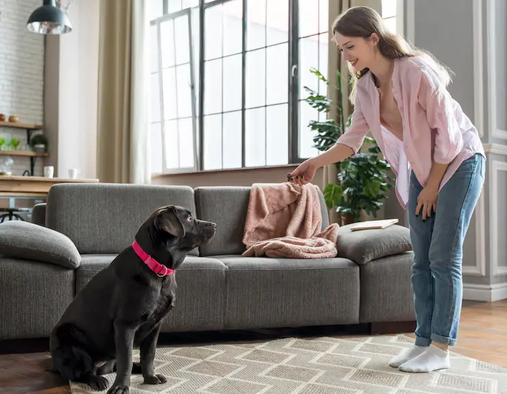 Clean the house with pets around