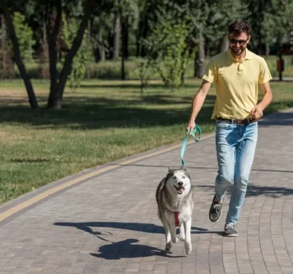 Daily Walks for Happy Pets