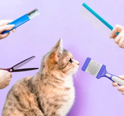 Easy Ways to Groom Your Cat