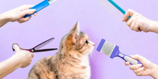 Easy Ways to Groom Your Cat