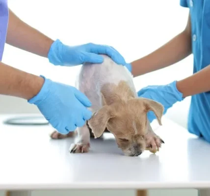 How to Spot Emergency Signs in Your Pet