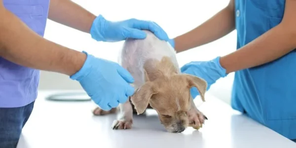 How to Spot Emergency Signs in Your Pet