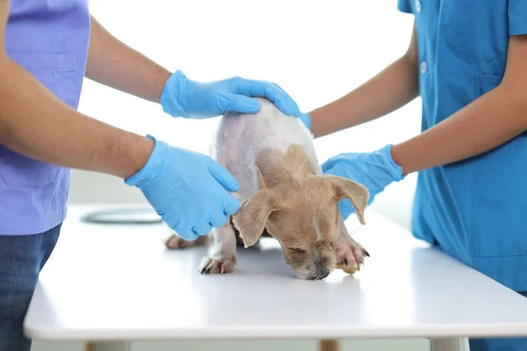 How to Spot Emergency Signs in Your Pet