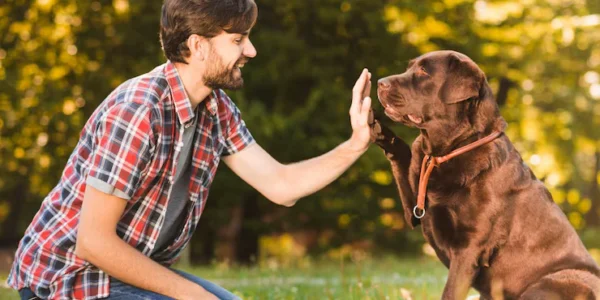 How to keep your pet happy and healthy every day